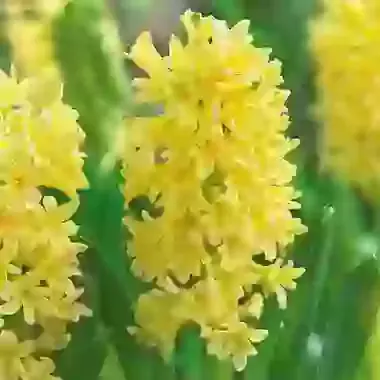 Yellow Stone